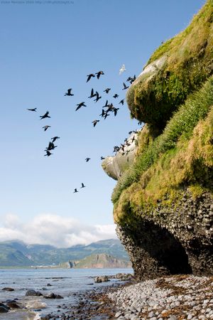 슘슈섬 해안과 가마우지. 왼쪽 뒤편으로 파라무시르섬의 카시와바라 부근이 보인다