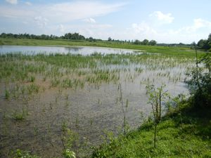 헤로나의 쌀 농장