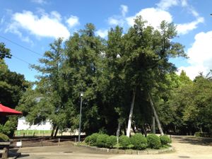 나고야 성 부지 내 오래된 비자나무