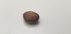 계란 모양의 백송 씨