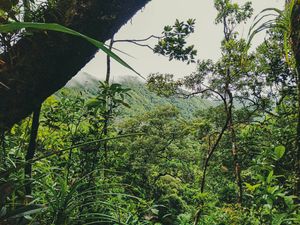 타바그 산의 숲, 제너럴 나카르