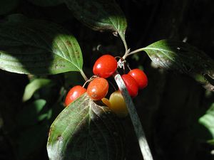 잎과 거짓 열매