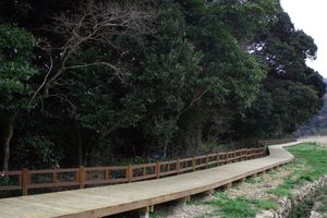 완도 미라리 상록수림