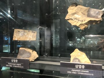 Jujuyaspis sinensis}}