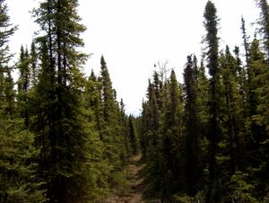 알래스카의 케나이 국립 야생동물 보호구역의 타이가 가문비나무 숲.