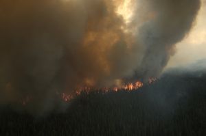 샨타 크릭 화재(Shanta Creek Fire)는 130년 이상 주요 화재가 발생하지 않은 타이가 지역에서 시작되었으며, 인구 밀집 지역을 위협하기 시작할 때까지 통제 없이 타도록 허용되었다.