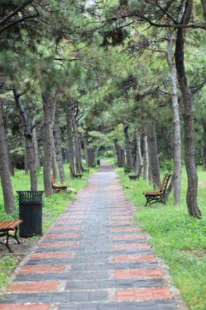 칭화 대학 교정의 길