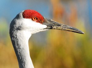 캐나다두루미 얼굴의 맨살 부위는 새가 흥분하면 색이 변하거나 넓어지기도 한다.