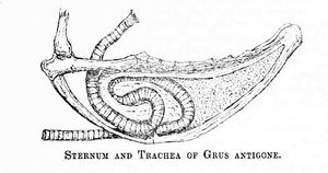 사루스두루미(Antigone antigone)의 길고 꼬인 기관. 두루미 특유의 큰 울음소리를 낸다.