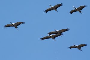 회색두루미(Grus virgo)가 몽골에서 날고 있다. 이 종의 중앙아시아 개체군은 겨울에 북부 인도로 이동한다.
