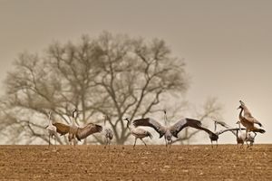 메클렌부르크(독일)의 봄 두루미