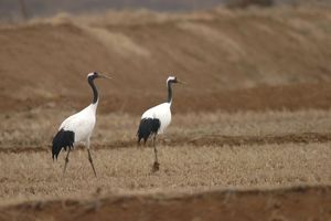 두루미 Grus japonensis: 철원군에서 촬영