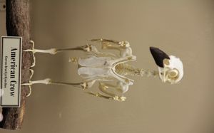미국까마귀(American crow, Corvus brachyrhynchos)의 골격 (골학 박물관(Museum of Osteology) 전시).