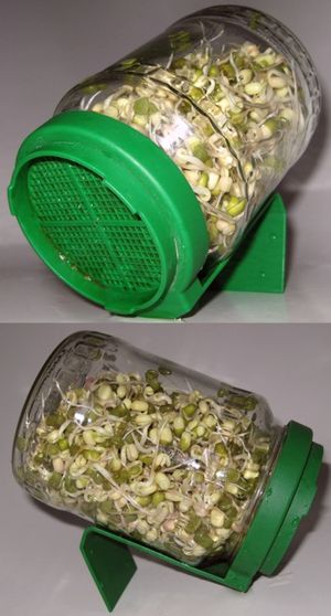 콩나물을 담은 발아 유리병