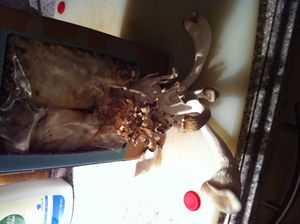 재활용된 커피 찌꺼기에서 자라는 식용 굴 버섯