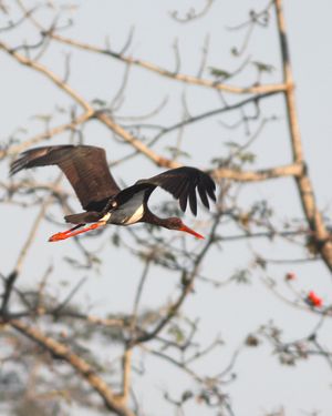 인도 아삼주 마나스 호랑이 보호구역에서 찍은 사진.