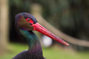 네덜란드 동물원의 성체