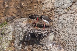 둥지에 알이 있는 한 쌍; 살토 델 기타노, 카세레스, 스페인