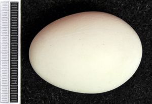 알, 비스바덴 박물관 컬렉션