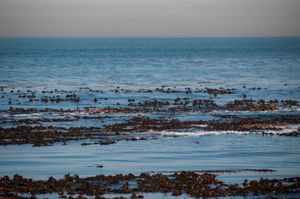 로벤 섬 해안에서 바라본 테이블 만의 모습