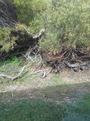  2015년 로벤 섬의 멸종 위기종 아프리카 펭귄