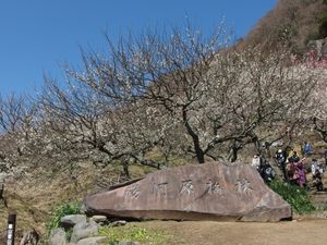 湯河原梅林}} 매화 축제