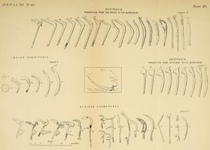 호주, 인도, 아프리카의 다양한 종류의 부메랑. 말가에서 부메랑으로의 진화 과정이 상단에 그려져 있으며, 도끼에서 부메랑으로의 과정은 오른쪽에 그려져 있다.