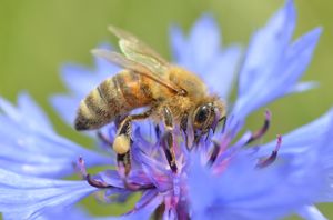 수레국화에 앉은 꿀벌