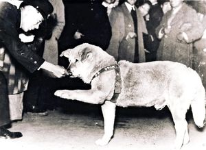 1933년경 시부야역 앞에서 음식을 주려고 하자 손을 내미는 듯한 하치