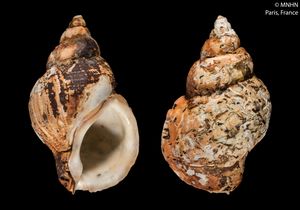 보존된 Tritonellium barthi Valenciennes, 1858 (nomen dubium)의 표본