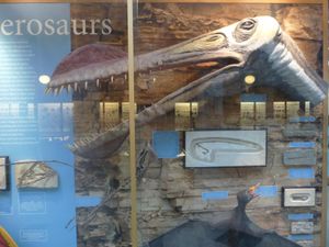 오르니토케이루스 인형 머리, 공룡 대탐험에 사용됨