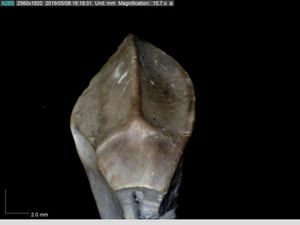 케라톱스과 이빨은 가운데를 따라 주요 능선이 있는 독특한 잎 모양을 하고 있다.