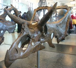 카스모사우루스 카이세니(Chasmosaurus kaiseni)의 두개골 (AMNH 5401)로 모조케라톱스 페리파니아의 것일 가능성이 있다. 미국 자연사박물관