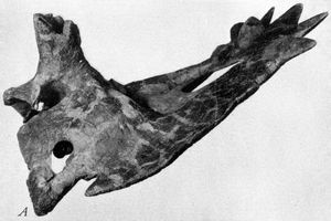 모식표본 AMNH 5251