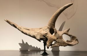 어린 안키케라톱스 두개골, 로열 티렐 박물관 TMP 1983.001.0001 (원본, 캐스트 아님).