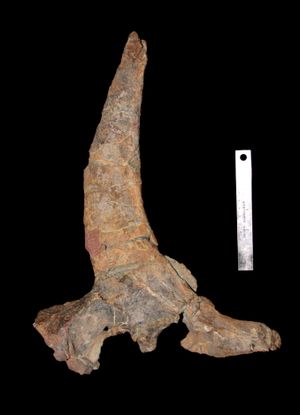 아구자케라톱스 마리스칼렌시스 눈썹 뿔