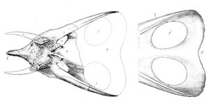 마시의 T. latus 와 그 동의어 T. gladius의 일러스트