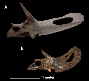마지막 성장단계에서는 납작하고 거대한 프릴을 볼 수 있었을 것이다