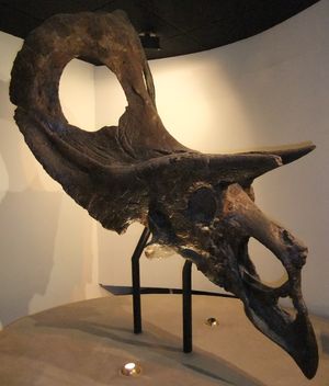 ANSP 15192 표본은 롱리치에 따르면 이제 막 성체가 된 암컷이라고 한다