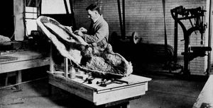 Fossil hunter George F. Sternberg preparing a fossil skull of the dinosaur <i>Chasmosaurus</i>