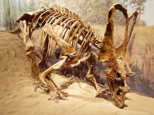 로열 티렐 박물관의 C. russelli