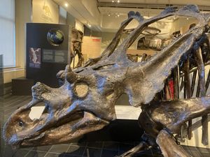 카스모사우루스 벨리(Chasmosaurus belli)의 두개골, 캐나다 자연사 박물관