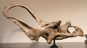 카스모사우루스 러셀리(Chasmosaurus russelli)의 두개골, 로열 티렐 고생물학 박물관