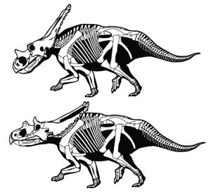 유효한 두 종의 골격 복원도. C. belli (위) 와 C. russelli (아래). 머리를 제외한 부분들은 동일함.