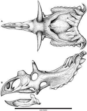 Drawing of a dinosaur skull withy many horns from above and the side