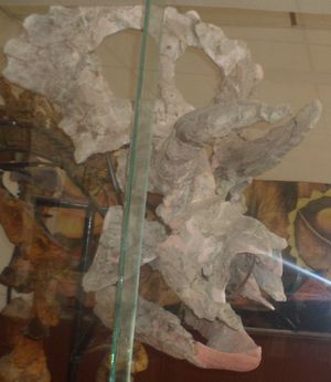 치와와 시의 알다마 시에 있는 Museo del Mamuth에 전시된 명명되지 않은 코뿔소류의 두개골