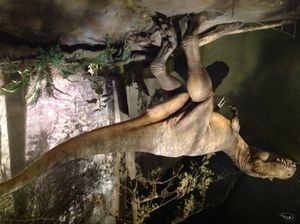 깃털이 있는 알베르토사우루스의 조각상