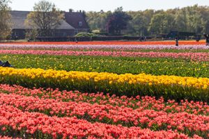 전형적인 네덜란드 사우스홀란드의 풍경