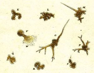 아우구스트 요한 로젤 폰 로젠호프의 곤충 오락 (1755)에 실린 아메바 원생동물의 첫 번째 삽화