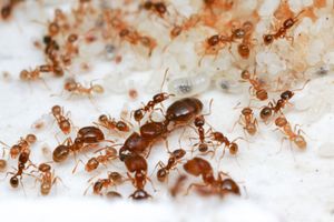 개미는 진사회적 곤충이다; 여왕(크고 중앙)은 생식력이 있고, 일개미(작음)와 병정개미(중간 크기, 큰 턱)는 일반적으로 생식력이 없다.